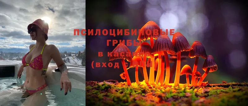 Псилоцибиновые грибы Magic Shrooms  Рассказово 